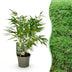Fargesia Rufa Bamboo - Non-Invasive - Green - 17 cm Pot - 60 cm Bild 1