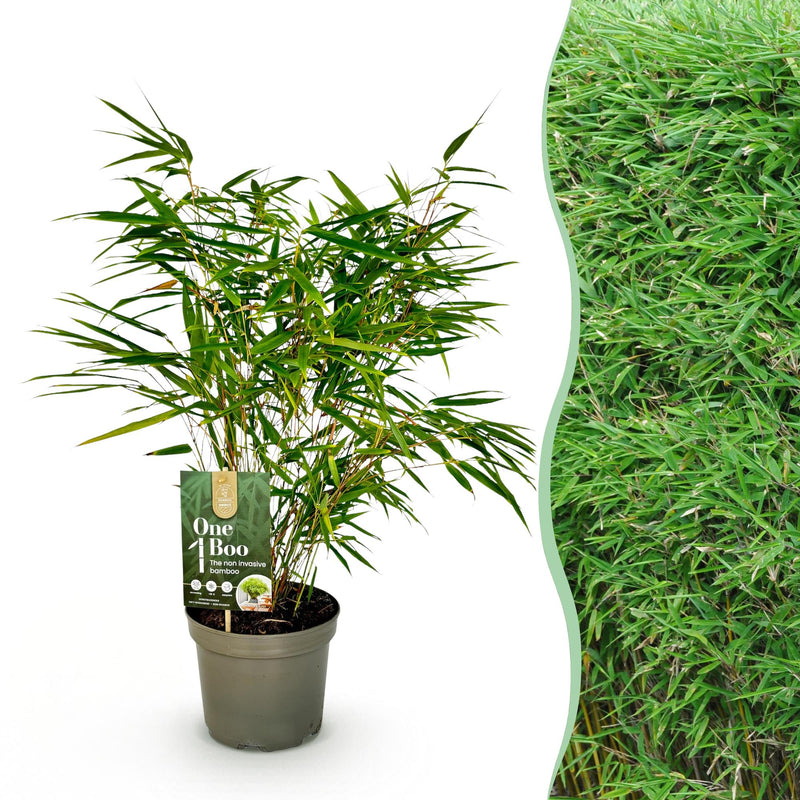 Fargesia Rufa Bamboo - Non-Invasive - Green - 17 cm Pot - 60 cm