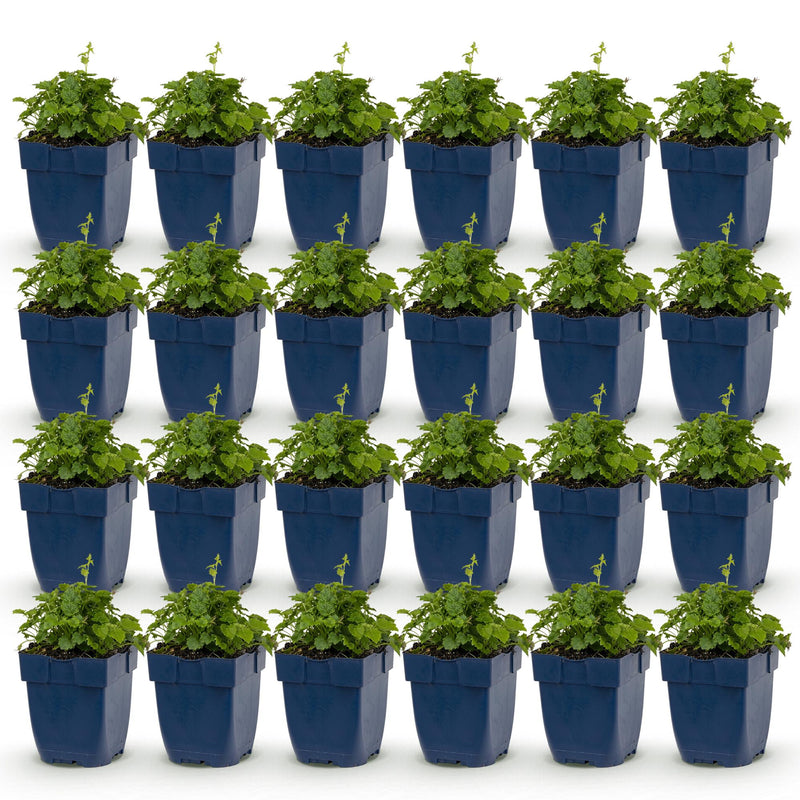 Green boutiQ - Perennial - Campanula portenschlagiana Tricolour - Peachleaf bellflower - Groundcover - Purple - Pink - White - 24 Plants - Pot 11cm - Height 15-25cm