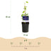Clematis Jackmanii Climbing Plant - 2 Plants - Blue Flowering Bild 3