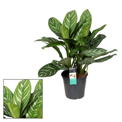 Aglaonema Stripes: Große Zimmerpflanze, pflegeleicht & luftreinigend