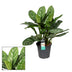 Aglaonema Stripes: Große Zimmerpflanze, pflegeleicht & luftreinigend Bild 2
