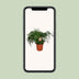 Zimmerpflanze Asparagus Setaceus - Ø27cm - ↕70cm Bild 5
