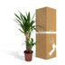 Yucca Elephantipes: Robust Houseplant in Ø17cm Pot, 85cm High Bild 6
