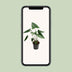 Alocasia Zebrina - 21cm Topf - 80cm Hoch - Zebra-Pflanze Bild 5