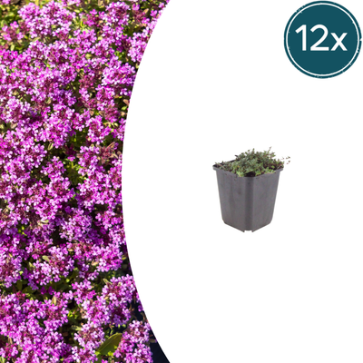 12x Thymus praecox 'Coccineus' Teppich-Thymian 10-25cm