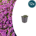 12x Thymus praecox 'Coccineus' Teppich-Thymian 10-25cm Bild 1