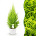 Cupressus Gold Crest Wilma – easy-care indoor conifer in a white pot Bild 1