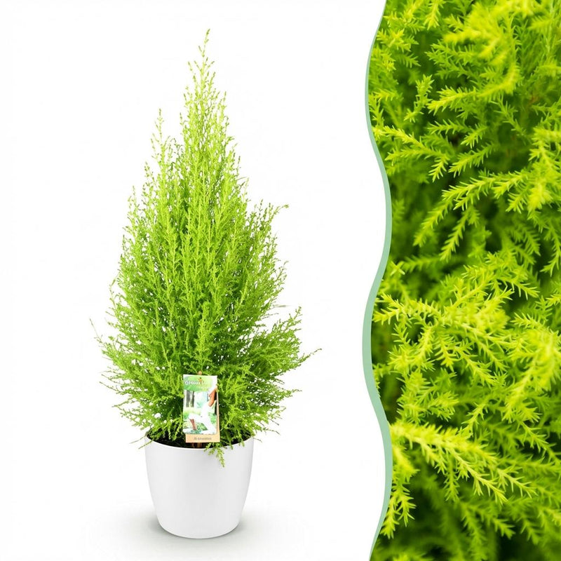 Cupressus Gold Crest Wilma – easy-care indoor conifer in a white pot