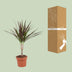 Dracaena Magenta – 50cm hoch, 12cm Topf – Pflegeleichte Zimmerpflanze Bild 4