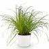 Cyperus alternifolius Zumula, Cat Grass, 12cm pot, 20cm height Bild 2