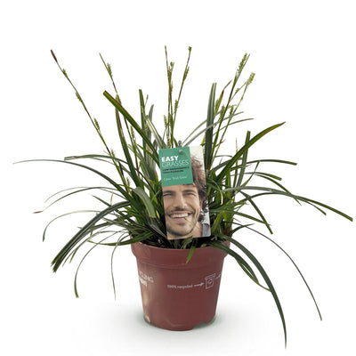 GreenboutiQ Ziergras Carex oshimensis Intense Green, 50cm, Topf 17cm
