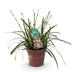 GreenboutiQ Ziergras Carex oshimensis Intense Green, 50cm, Topf 17cm Bild 2