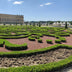 GreenboutiQ Buchsbaum Pyramide - Krankheitsresistenter Buxus 60-70cm Bild 4