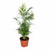 Mexikanische Bergpalme Chamaedorea Elegans Ø17cm Höhe 55cm Bild 1