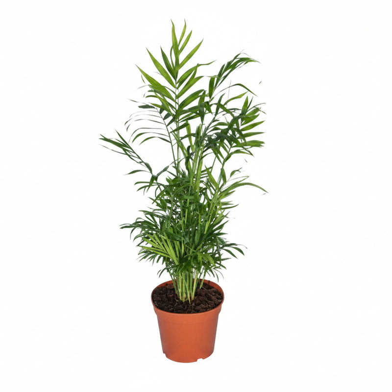 Mexikanische Bergpalme Chamaedorea Elegans Ø17cm Höhe 55cm