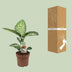 Dieffenbachia Tropic Snow, 60cm, Ø17cm Bild 6