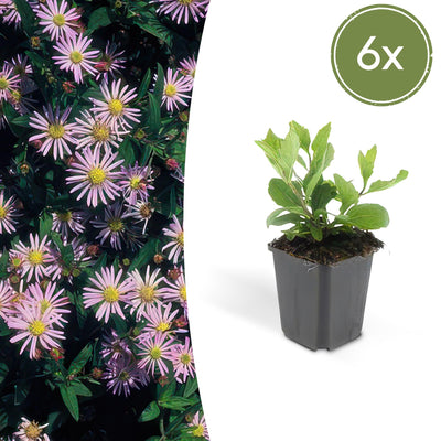 6x Aster ageratoides 'Asran' - 10-25cm hoch - Ø9cm Topf