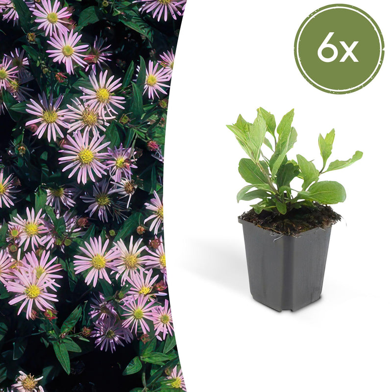 6x Aster ageratoides 'Asran' - 10-25cm hoch - Ø9cm Topf