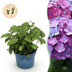 Hortensie Endless Summer Summer Love Purple, 8 Pflanzen, Topf 14cm Bild 1