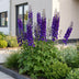 Green boutiQ - Perennial - Delphinium (P) Black Knight - Larkspur - Bee and Butterfly Attractors - Purple - 6 Plants - Pot 11cm - Height 15-25cm Bild 5