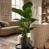 Strelitzia Nicolai mit Topf Grau – 80 cm – Ø21 Bild 4