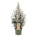 Picea glauca Conica - Zuckerhutfichte - Grün - Weiß - Weihnachtsbaum - Ø17cm - ↕65cm Bild 2