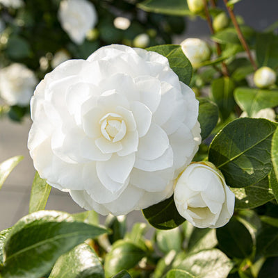 Camellia jap. 'Nuccio's Gem' - Ø19cm - ↕65cm