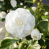 Camellia jap. 'Nuccio's Gem' - Ø19cm - ↕65cm Bild 2