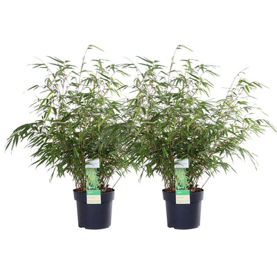 2x Fargesia rufa Bambus - Ø19 cm Topf, ca. 60 cm hoch