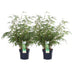 2x Fargesia rufa Bambus - Ø19 cm Topf, ca. 60 cm hoch Bild 1