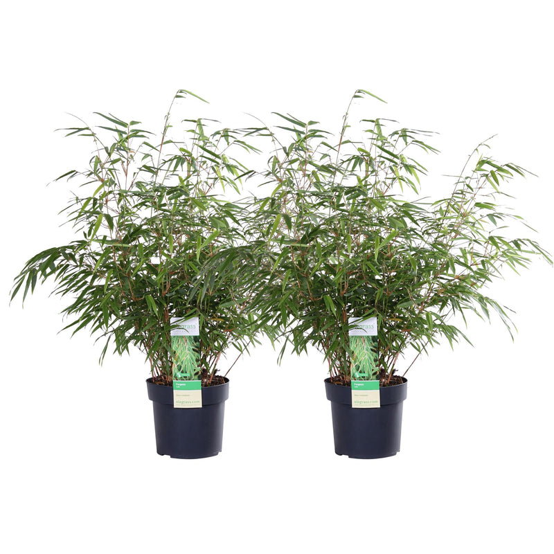 2x Fargesia rufa Bambus - Ø19 cm Topf, ca. 60 cm hoch