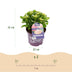 Hortensie 'Forever & Ever' Rosa - 2 Pflanzen im 23cm Topf Bild 3