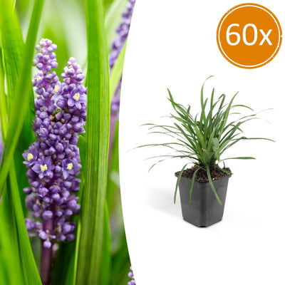 60x Liriope muscari 'Big Blue' – Immergrüner Bodendecker mit lila Blüten