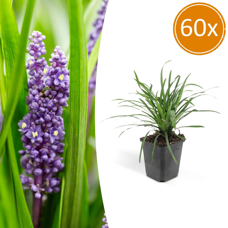 60x Liriope muscari 'Big Blue' – Immergrüner Bodendecker mit lila Blüten