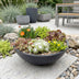 12x - Alpine mix - Ø7cm - ↕10-12cm Bild 6