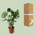 Monstera Deliciosa (Schweizer Käse Pflanze), Ø21cm, ↕60cm Bild 4