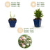 Green boutiQ - Perennial - Aster Tricolour - Sea Aster - Bee and Butterfly Attractors - Purple - Pink - White - 12 Plants - Pot 11cm - Height 15-25cm Bild 4