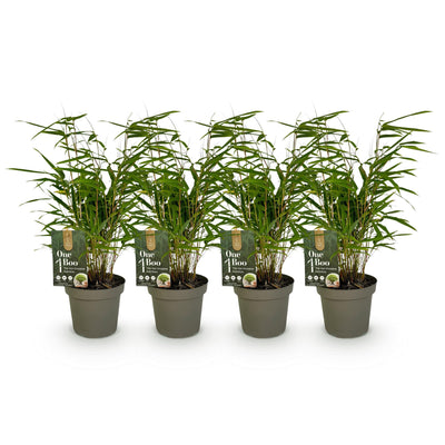 GreenboutiQ Bambus 'Fargesia rufa' - 4 Pflanzen, Grün, Immergrün