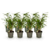 GreenboutiQ Bamboo 'Fargesia rufa' - 4 Plants, Green, Evergreen Bild 2