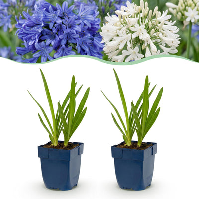 Green boutiQ - Perennial - Agapanthus Duo - African Lily - Bee and Butterfly Attractors - Blue - White - 6 Plants - Pot 11cm - Height 15-25cm