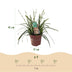 GreenboutiQ Ziergras Carex 'Intense Green', 2 Pflanzen im 17cm Topf Bild 3