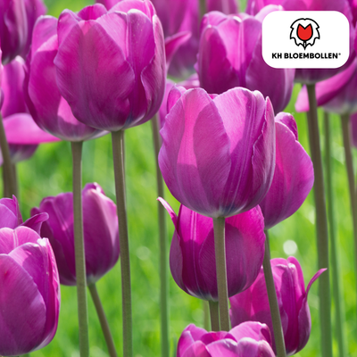 Tulpenbollen Purple Prince – 20 Stück | KH Bloembollen® | Paars-Violet Tulp – Krachtig & Koninklijk – Voor Tuin of Pot – Maat 11/12 – Vers van de Teler