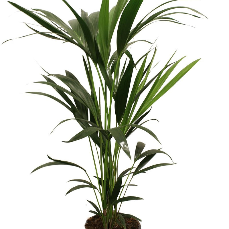 Howea Forsteriana (Kentia) Palme, 5 Stiele, 100-120 cm