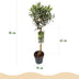 GreenboutiQ Olivenbaum Stamm Olea Europaea - Immergrün, Winterhart - Topf 19cm, H90cm Bild 3