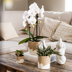 Kolibri Company | Bloom Sand Plant Set | White Niagara Falls Orchid 12cm + Green Plants incl. Bloom Sand Planters Bild 2