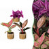 3x Baby Paradise Mix – Tropisches Trio in Rosa-Tönen, Ø6cm Bild 2
