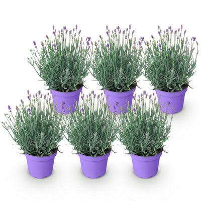 6x Lavendel 'Munstead' Winterhart - Duftende Blüten 20-25cm