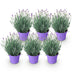 6x Lavendel 'Munstead' Winterhart - Duftende Blüten 20-25cm Bild 2