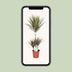 Dracaena Bicolor - Dragon Tree (Ø21cm, 95cm) Bild 5